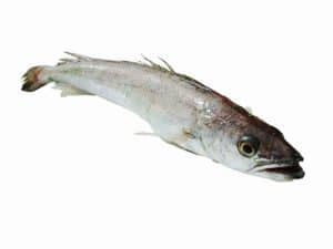 Hake available to buy online from the Devon Fishmonger-UK Delivery