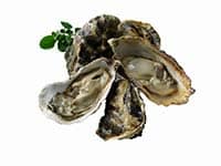 Oysters 1 b
