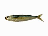Sardine available to buy online from the Devon Fishmonger-UK Delivery