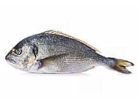 Sea Bream available to buy online from the Devon Fishmonger-UK Delivery